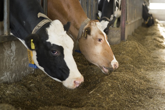 livestock3.jpg
